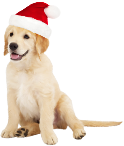 Cute Dog with Santa Hat PNG Clipart - High-quality PNG Clipart Image in cattegory Animals PNG / Clipart from ClipartPNG.com