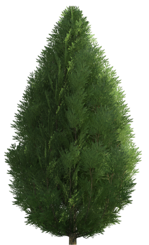 Cypress PNG Clip Art - High-quality PNG Clipart Image in cattegory Trees PNG / Clipart from ClipartPNG.com