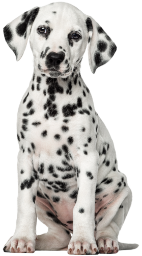 Dalmatian Dog PNG Clip Art - High-quality PNG Clipart Image in cattegory Animals PNG / Clipart from ClipartPNG.com