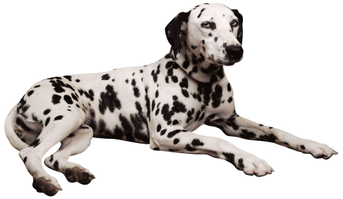 Dalmatian PNG Clipart - High-quality PNG Clipart Image in cattegory Animals PNG / Clipart from ClipartPNG.com