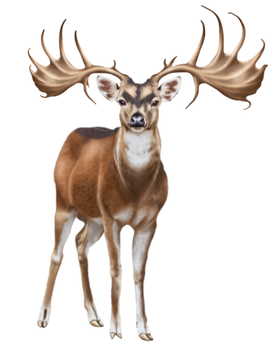 Deer PNG Clip Art - High-quality PNG Clipart Image in cattegory Animals PNG / Clipart from ClipartPNG.com