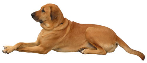 Dog PNG Clip Art - High-quality PNG Clipart Image in cattegory Animals PNG / Clipart from ClipartPNG.com