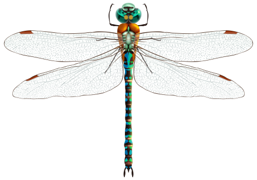 Dragonfly PNG Clip Art - High-quality PNG Clipart Image in cattegory Insects PNG / Clipart from ClipartPNG.com