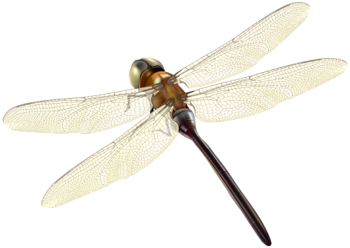 Dragonfly PNG Clipart - High-quality PNG Clipart Image in cattegory Insects PNG / Clipart from ClipartPNG.com