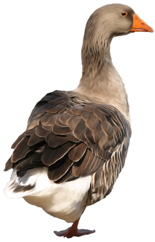 Duck PNG Clip Art - High-quality PNG Clipart Image in cattegory Birds PNG / Clipart from ClipartPNG.com