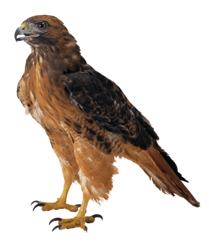 Falcon PNG Clipart - High-quality PNG Clipart Image in cattegory Birds PNG / Clipart from ClipartPNG.com
