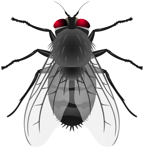 Fly PNG Clip Art - High-quality PNG Clipart Image in cattegory Insects PNG / Clipart from ClipartPNG.com