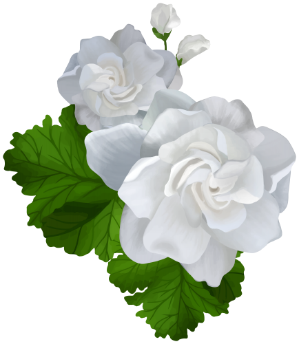 Gardenia Clip Art - High-quality PNG Clipart Image in cattegory Flowers PNG / Clipart from ClipartPNG.com
