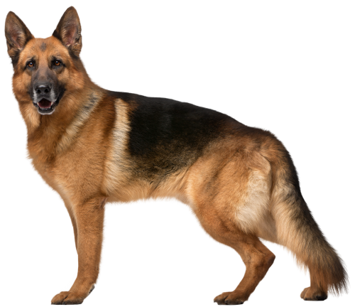German Shepherd Dog PNG Clip Art - High-quality PNG Clipart Image in cattegory Animals PNG / Clipart from ClipartPNG.com