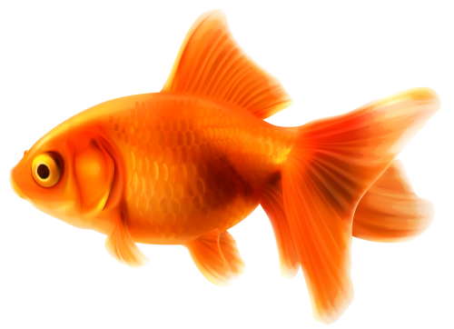 Goldfish PNG Clipart - High-quality PNG Clipart Image in cattegory Underwater PNG / Clipart from ClipartPNG.com