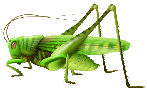 Grasshopper PNG Clip Art - High-quality PNG Clipart Image in cattegory Insects PNG / Clipart from ClipartPNG.com