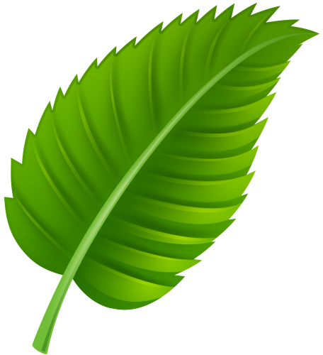 Green Leaf PNG Clip Art - High-quality PNG Clipart Image in cattegory Leaves PNG / Clipart from ClipartPNG.com