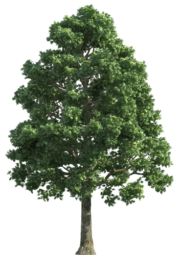 Green Realistic Tree PNG Clip Art - High-quality PNG Clipart Image in cattegory Trees PNG / Clipart from ClipartPNG.com
