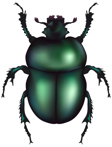 Green Rose Chafer Beetle PNG Clip Art - High-quality PNG Clipart Image in cattegory Insects PNG / Clipart from ClipartPNG.com