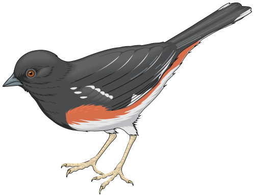 Grey Bird PNG Clipart - High-quality PNG Clipart Image in cattegory Birds PNG / Clipart from ClipartPNG.com