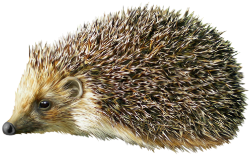 Hedgehog PNG Clipart - High-quality PNG Clipart Image in cattegory Animals PNG / Clipart from ClipartPNG.com