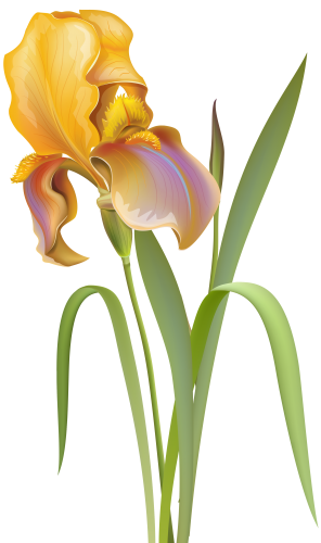 Iris Flower PNG Clip Art - High-quality PNG Clipart Image in cattegory Flowers PNG / Clipart from ClipartPNG.com