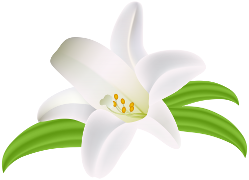 Lilium Flower PNG Clipart Image - High-quality PNG Clipart Image in cattegory Flowers PNG / Clipart from ClipartPNG.com