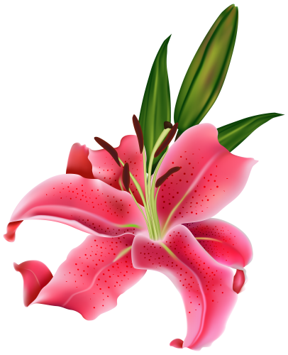 Lily Pink Flower PNG Clipart - High-quality PNG Clipart Image in cattegory Flowers PNG / Clipart from ClipartPNG.com