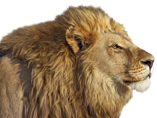 Lion PNG Clip Art - High-quality PNG Clipart Image in cattegory Animals PNG / Clipart from ClipartPNG.com