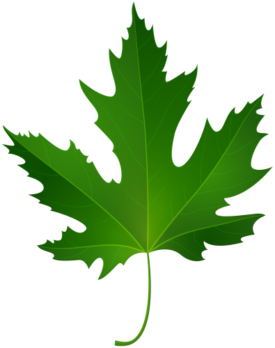 Maple Leaf PNG Clip Art - High-quality PNG Clipart Image in cattegory Leaves PNG / Clipart from ClipartPNG.com