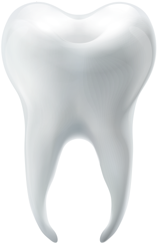 Molar Tooth PNG Clip Art - High-quality PNG Clipart Image in cattegory Dental PNG / Clipart from ClipartPNG.com