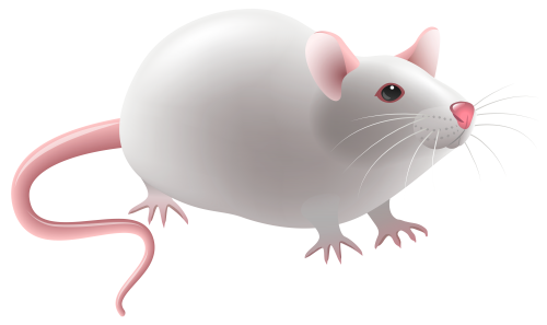 Mouse PNG Clip Art - High-quality PNG Clipart Image in cattegory Animals PNG / Clipart from ClipartPNG.com
