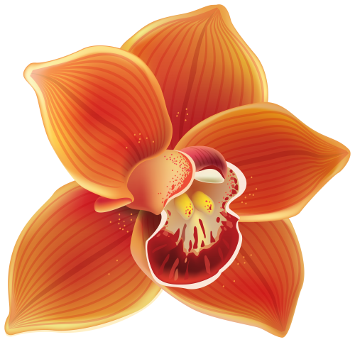 Orange Orchid PNG Clipart - High-quality PNG Clipart Image in cattegory Flowers PNG / Clipart from ClipartPNG.com