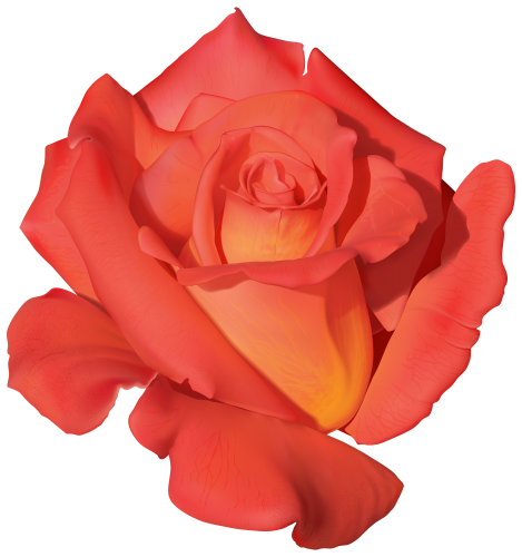 Orange Rose PNG Clipart - High-quality PNG Clipart Image in cattegory Flowers PNG / Clipart from ClipartPNG.com