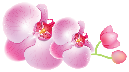 Orchids PNG Clipart - High-quality PNG Clipart Image in cattegory Flowers PNG / Clipart from ClipartPNG.com
