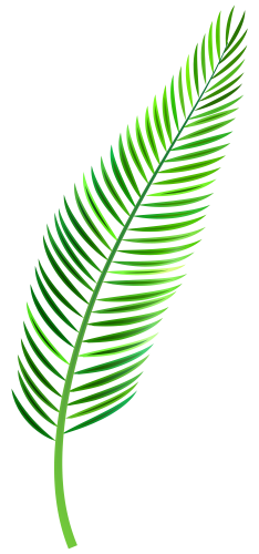 Palm Leaf PNG Clip Art - High-quality PNG Clipart Image in cattegory Leaves PNG / Clipart from ClipartPNG.com