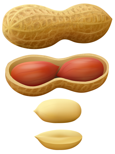 Peanuts PNG Clip Art - High-quality PNG Clipart Image in cattegory Nuts PNG / Clipart from ClipartPNG.com