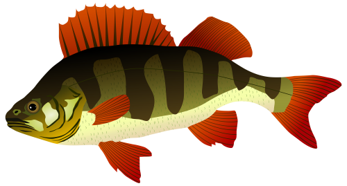 Perch Fish PNG Clipart - High-quality PNG Clipart Image in cattegory Underwater PNG / Clipart from ClipartPNG.com