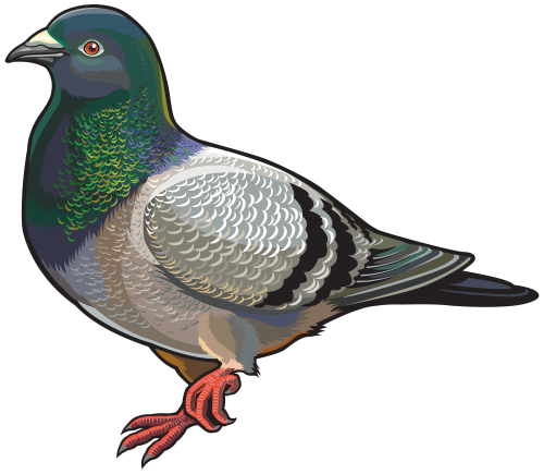 Pigeon PNG Clipart - High-quality PNG Clipart Image in cattegory Birds PNG / Clipart from ClipartPNG.com