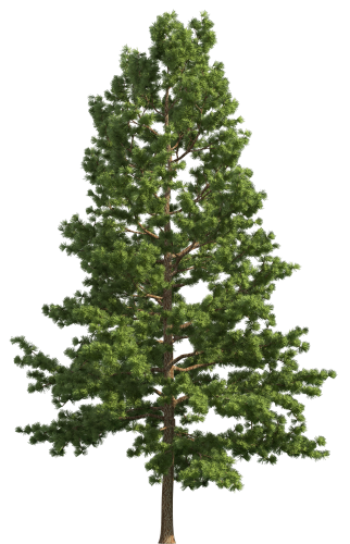Pine Realistic Tree PNG Clip Art - High-quality PNG Clipart Image in cattegory Trees PNG / Clipart from ClipartPNG.com