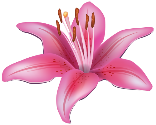 Pink Lily Flower PNG Clipart - High-quality PNG Clipart Image in cattegory Flowers PNG / Clipart from ClipartPNG.com