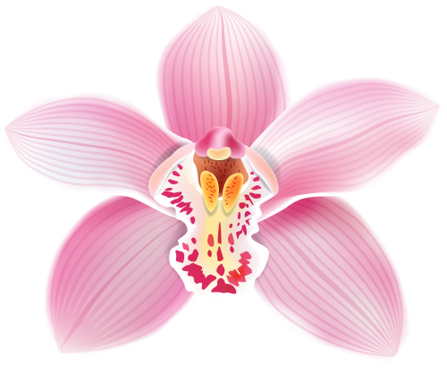 Pink Orchid PNG Clipart - High-quality PNG Clipart Image in cattegory Flowers PNG / Clipart from ClipartPNG.com