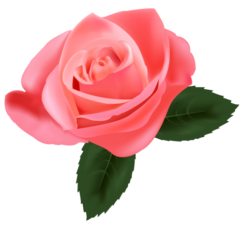Pink Rose PNG Clipart - High-quality PNG Clipart Image in cattegory Flowers PNG / Clipart from ClipartPNG.com
