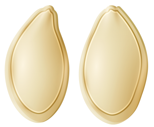 Pumpkin Seeds PNG Clip Art - High-quality PNG Clipart Image in cattegory Nuts PNG / Clipart from ClipartPNG.com