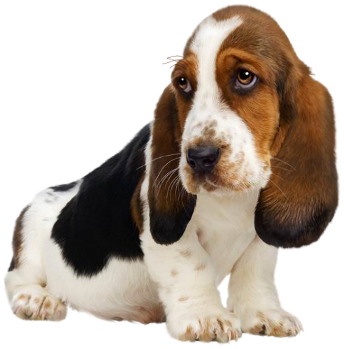 Puppy PNG Clipart - High-quality PNG Clipart Image in cattegory Animals PNG / Clipart from ClipartPNG.com
