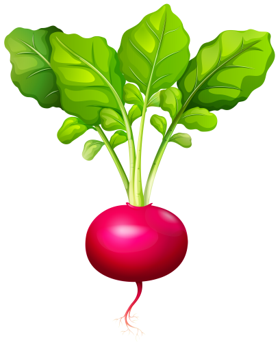 Radish PNG Clip Art - High-quality PNG Clipart Image in cattegory Vegetables PNG / Clipart from ClipartPNG.com
