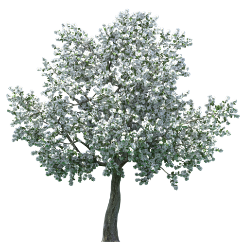 Realistic Blossom Tree PNG Clip Art - High-quality PNG Clipart Image in cattegory Trees PNG / Clipart from ClipartPNG.com