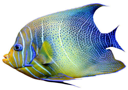 Realistic Fish Blue and Yellow PNG Clipart - High-quality PNG Clipart Image in cattegory Underwater PNG / Clipart from ClipartPNG.com