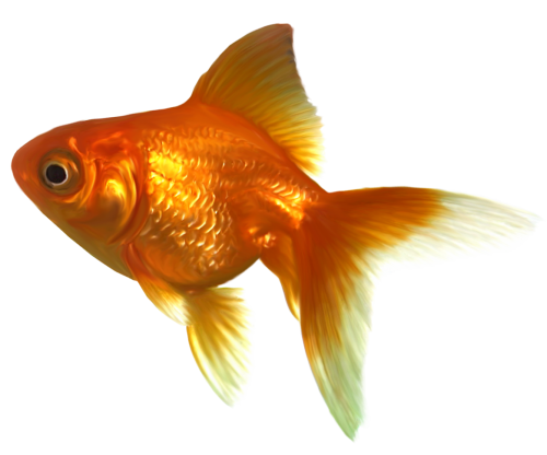 Realistic Goldfish PNG Clipart - High-quality PNG Clipart Image in cattegory Underwater PNG / Clipart from ClipartPNG.com