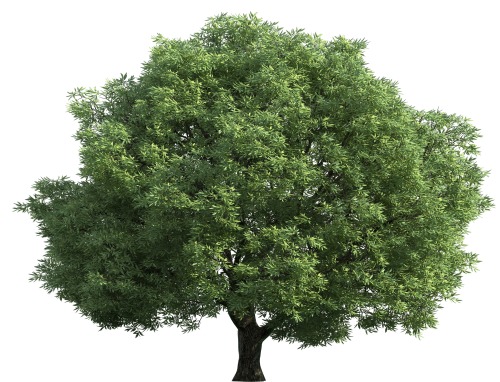 Realistic Green Tree PNG Clip Art - High-quality PNG Clipart Image in cattegory Trees PNG / Clipart from ClipartPNG.com