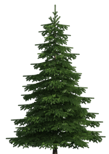 Realistic Pine Tree PNG Clip Art - High-quality PNG Clipart Image in cattegory Trees PNG / Clipart from ClipartPNG.com
