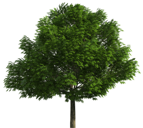 Realistic Tree PNG Clip Art - High-quality PNG Clipart Image in cattegory Trees PNG / Clipart from ClipartPNG.com