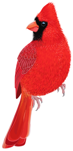 Red Bird PNG Clipart IMage - High-quality PNG Clipart Image in cattegory Birds PNG / Clipart from ClipartPNG.com
