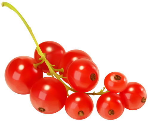 Red Currants PNG Clipart - High-quality PNG Clipart Image in cattegory Fruits PNG / Clipart from ClipartPNG.com