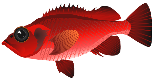 Red Fish PNG Clipart - High-quality PNG Clipart Image in cattegory Underwater PNG / Clipart from ClipartPNG.com